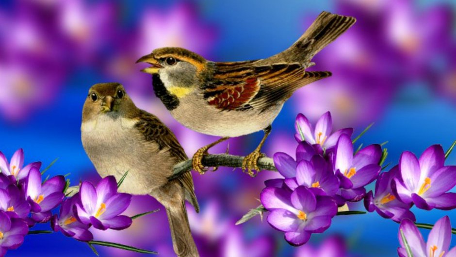 Птицы весной