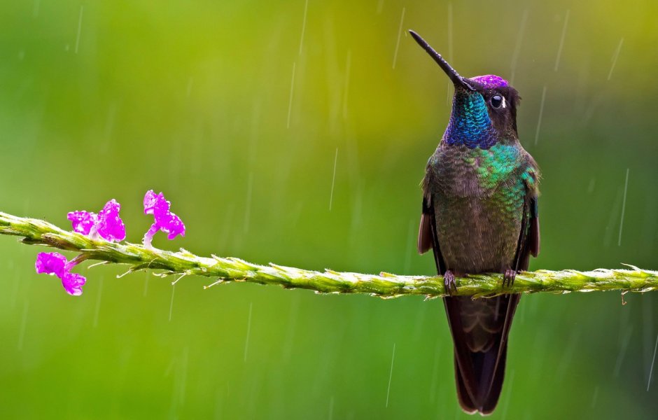 Обои на рабочий стол Колибри