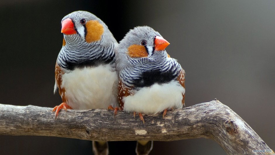 Амадина попугай