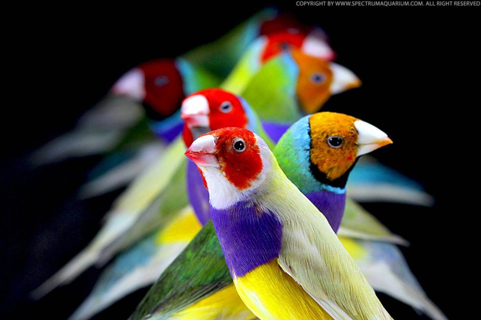 Попугаи амадины