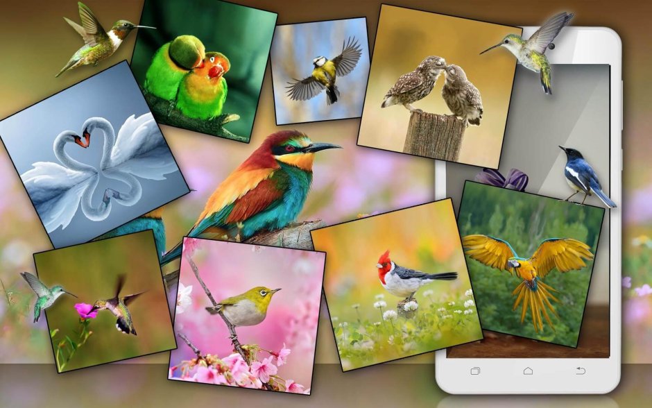 Декоративные птички живые