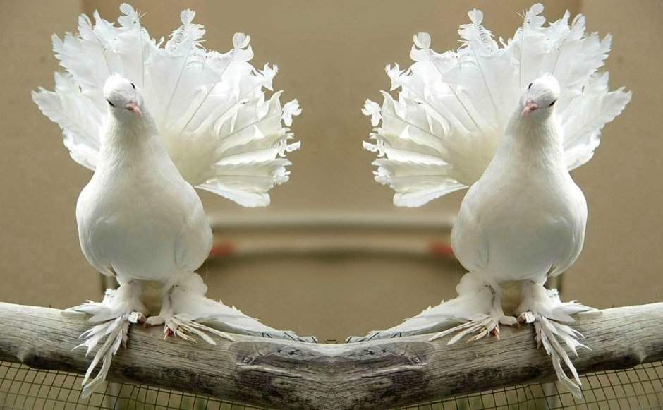 Голуби Павлины чубатые лохмоногие