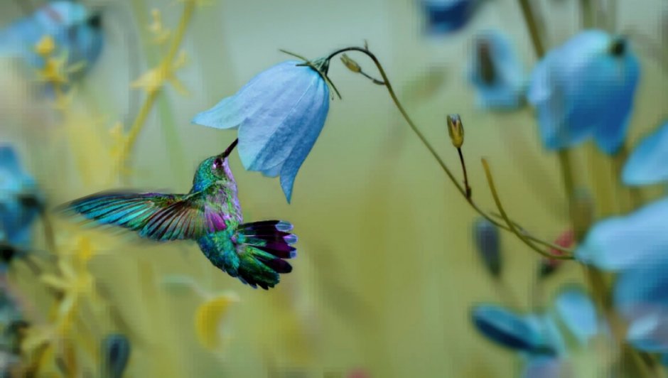 Два попугая которые танцуют