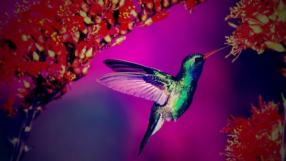 Фон Колибри
