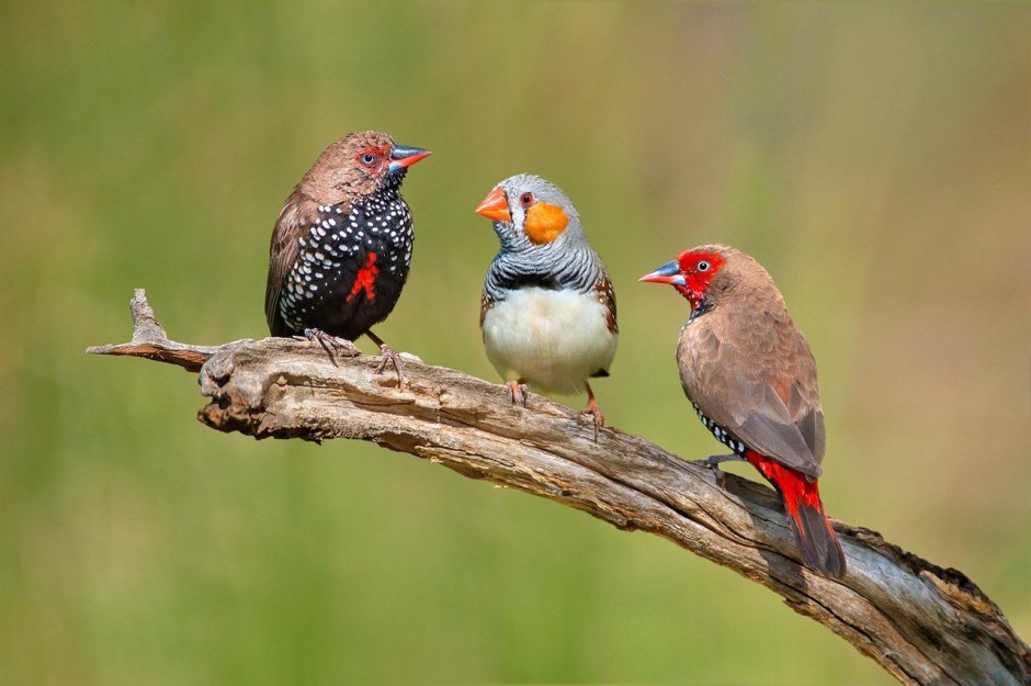 Попугайчики на ветке