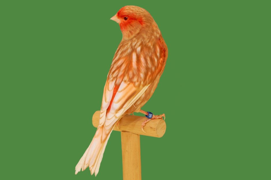 Рыжая канарейка