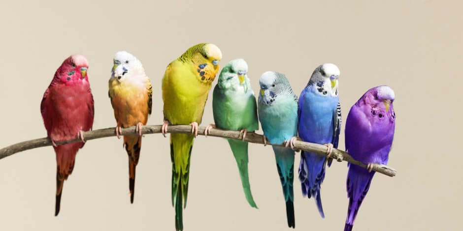 Редкие окрасы волнистых попугайчиков