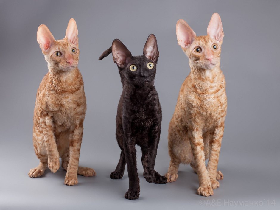 Корниш рекс кошка