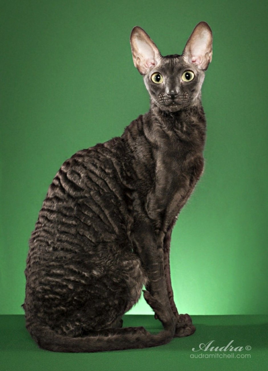 Корниш рекс рыжий