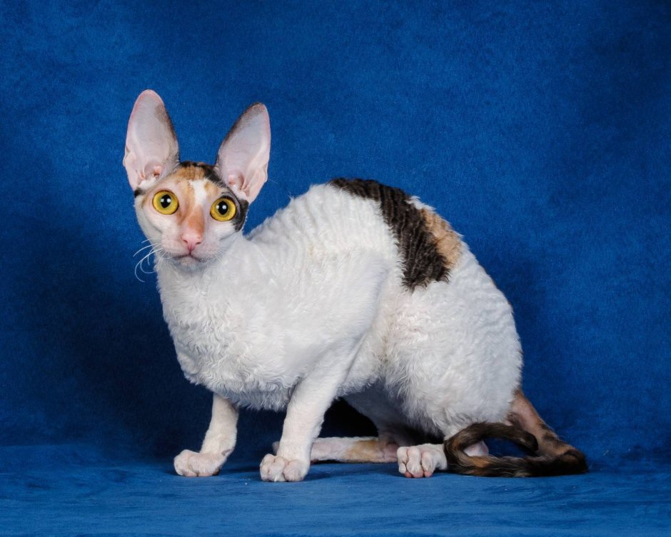 Игрушка Корниш рекс