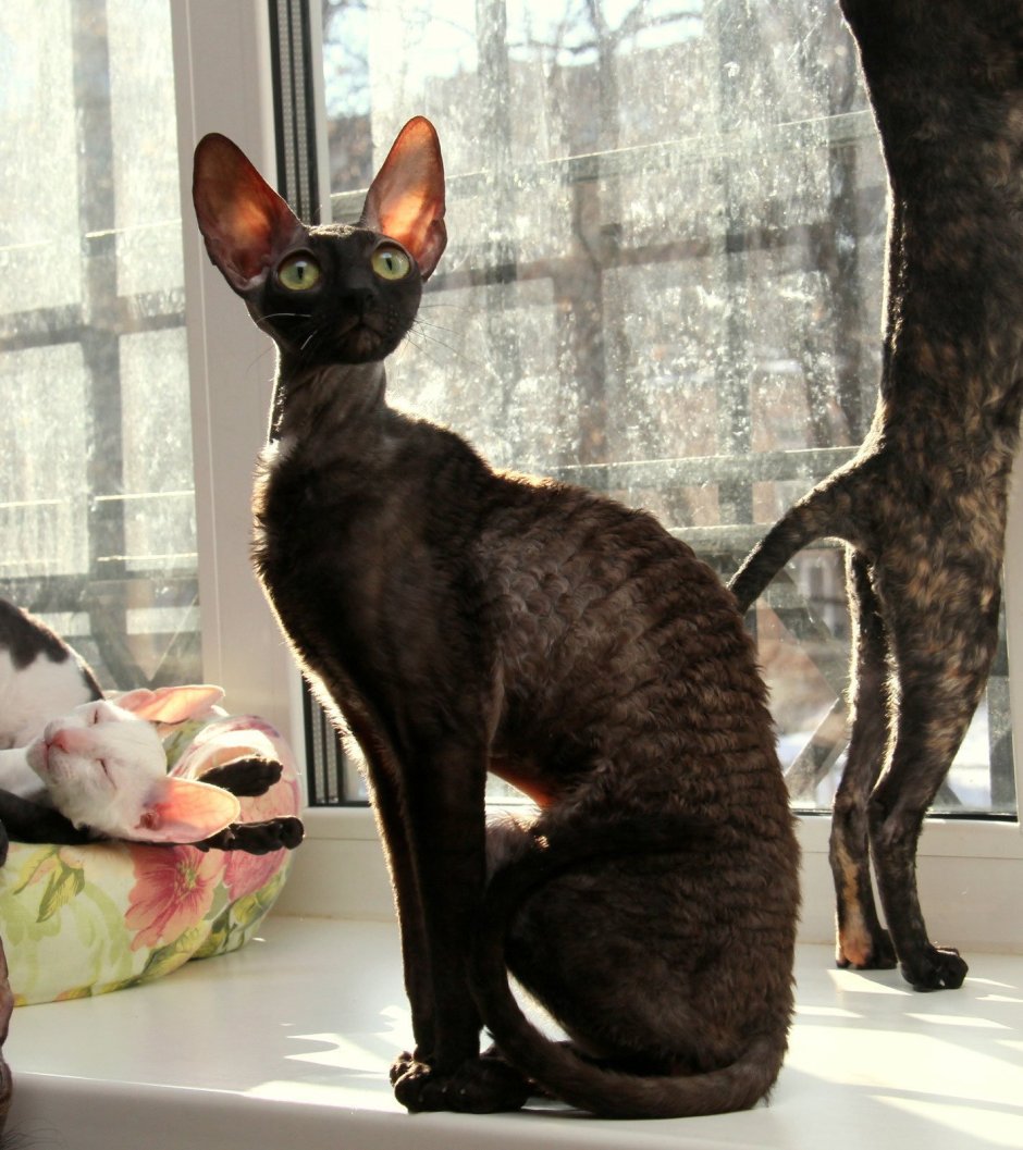 Сиамский Корниш рекс