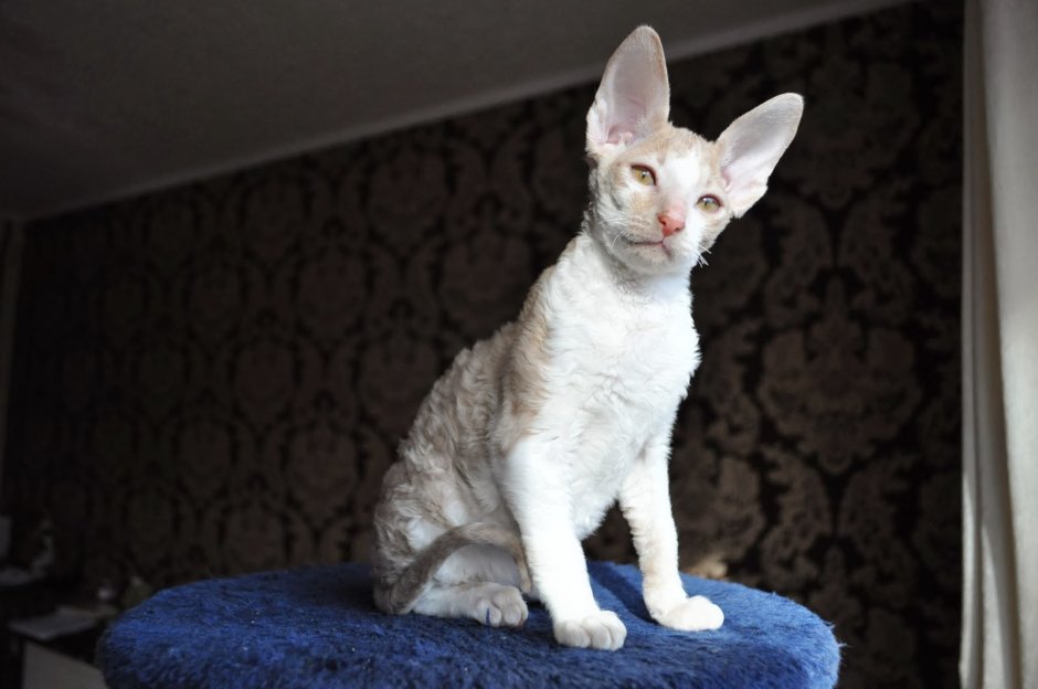 Черный Корниш
