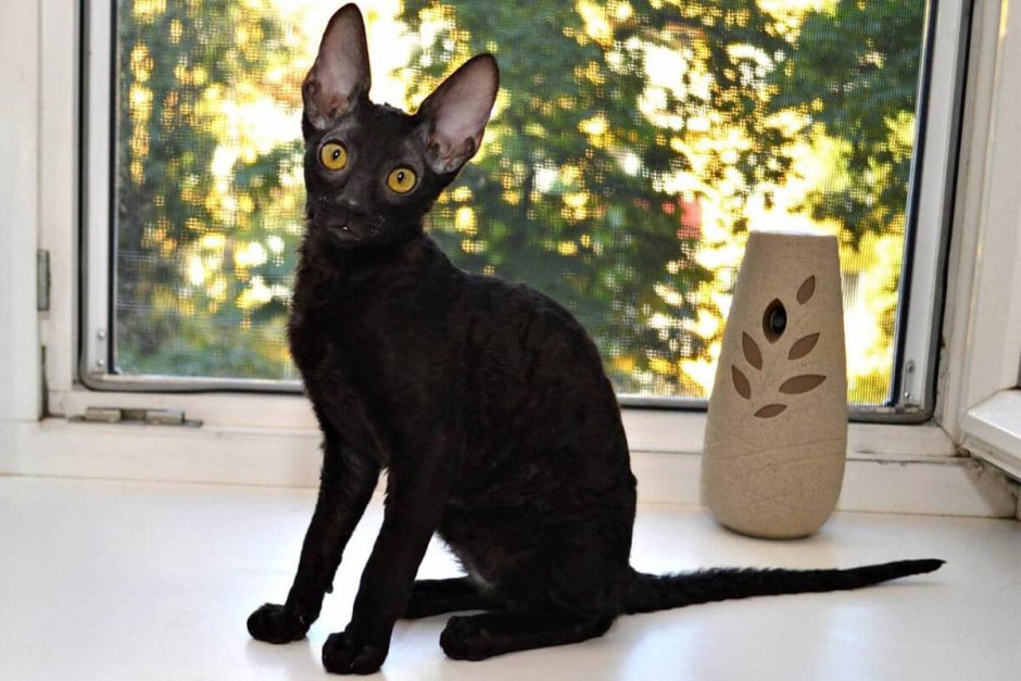 Корниш рекс кошка