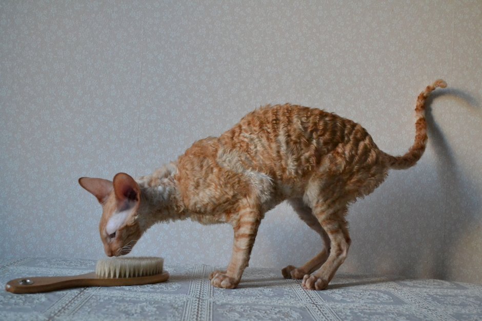 Корниш рекс голубой