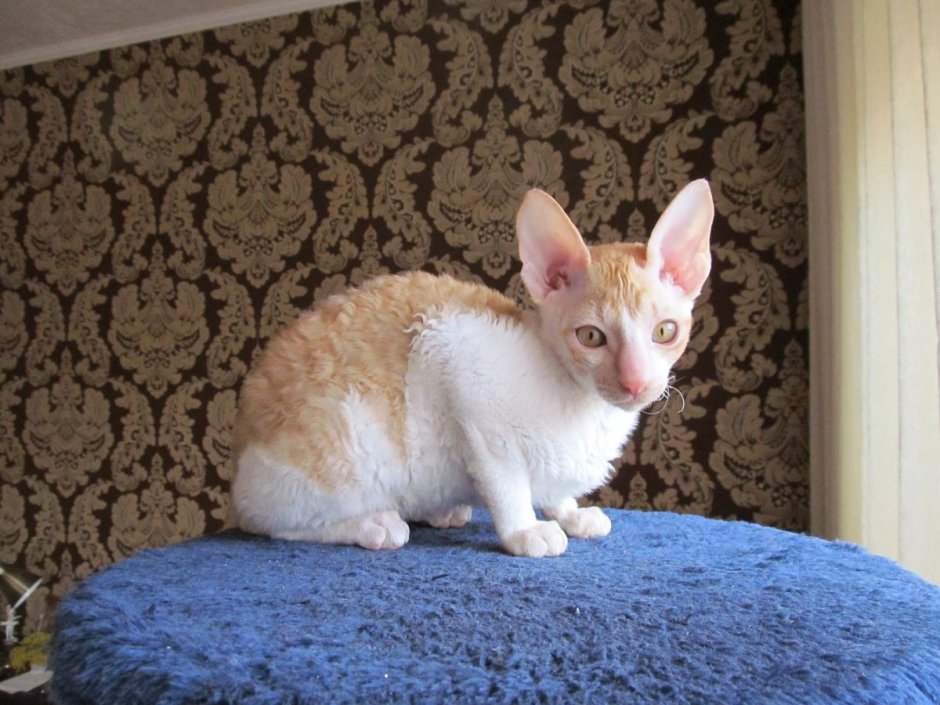 Сфинкс Корниш рекс