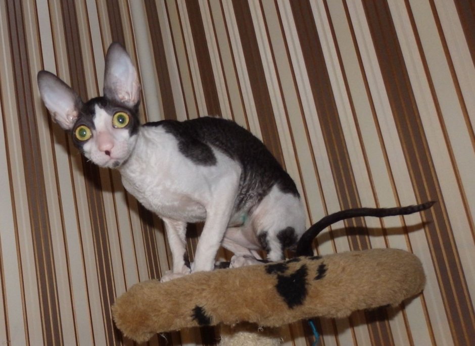 Корниш рекс кошка