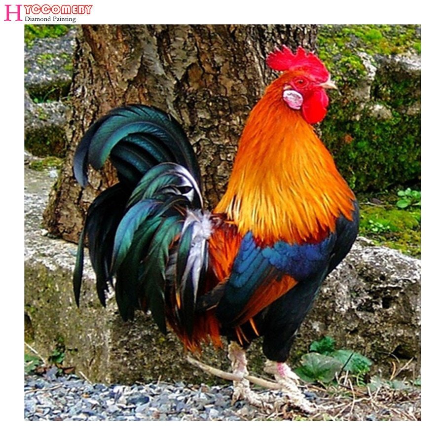 Красивый петух