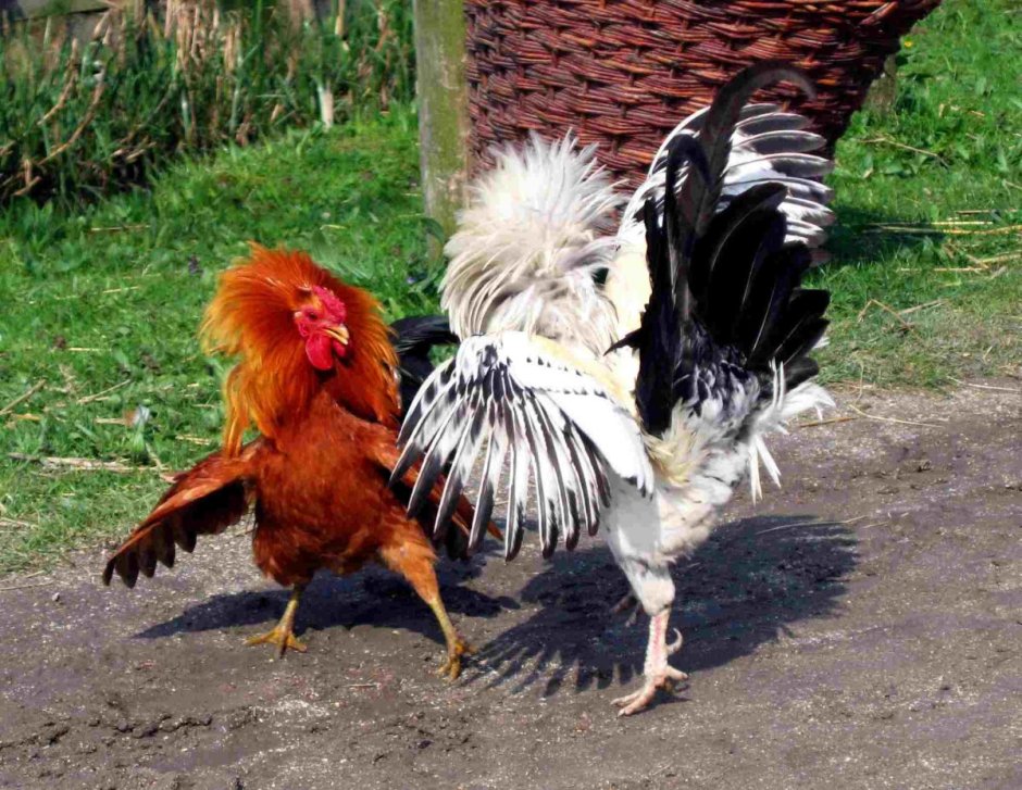 Два петуха дерутся