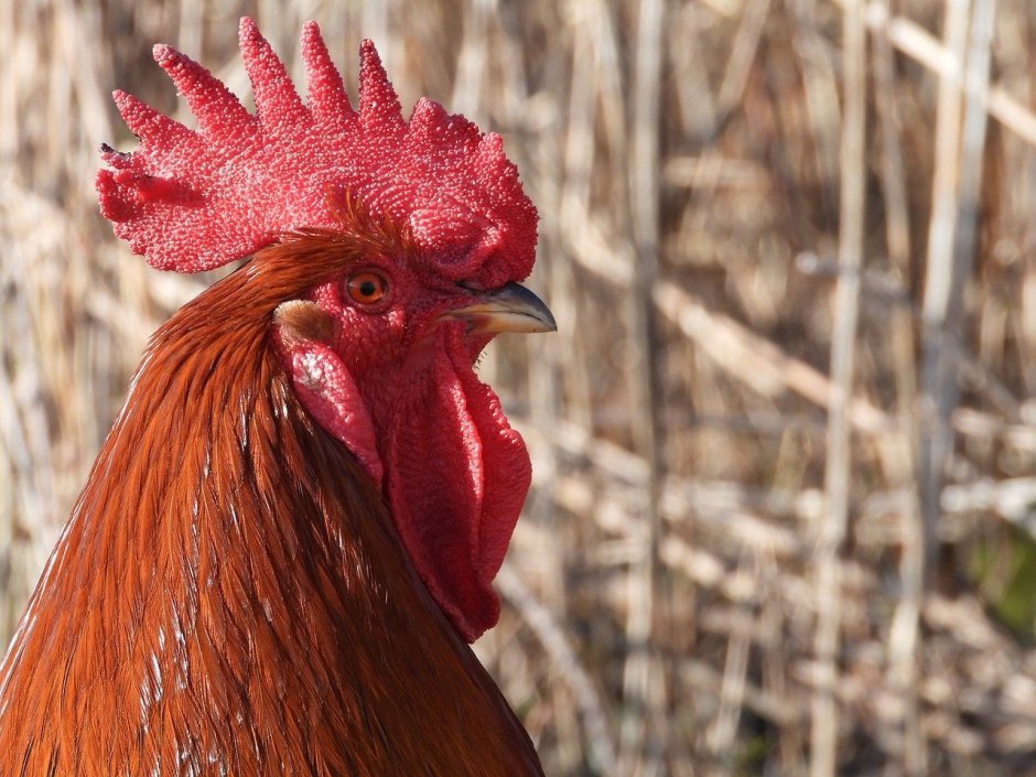 "Петушиный гребень" обызвестлен