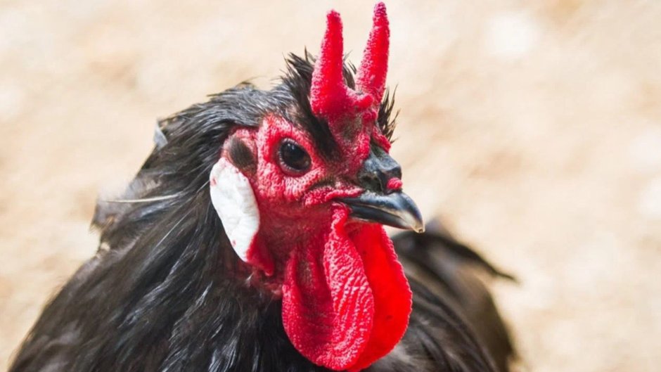 Ла флеш порода кур фото