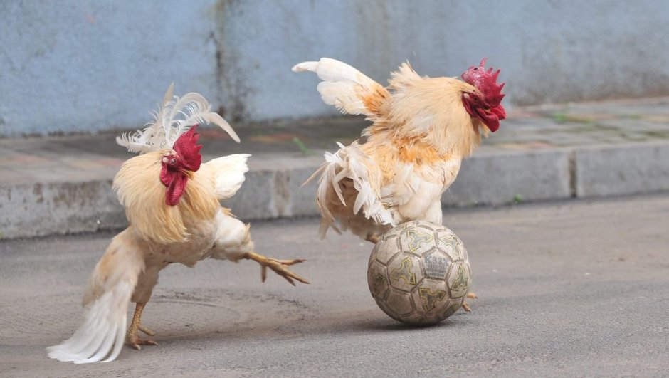 Прикольный петух