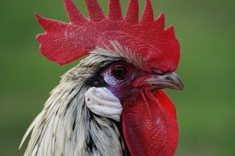 Гребешок петуха