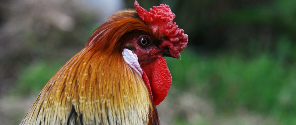 Синяя птица курица