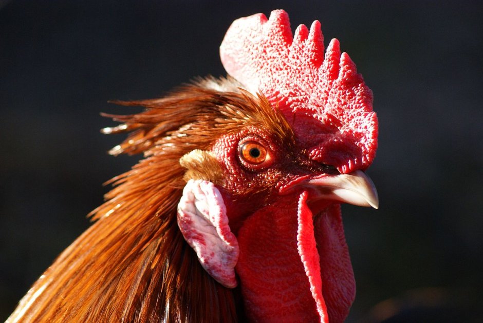 Куриный гребень