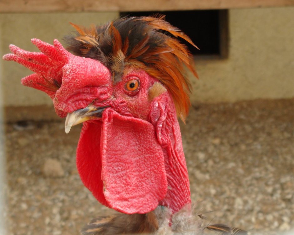 Петух с хохолком