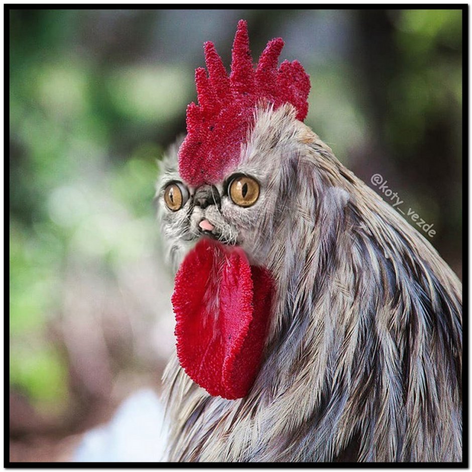 Животные с кошачьими мордами