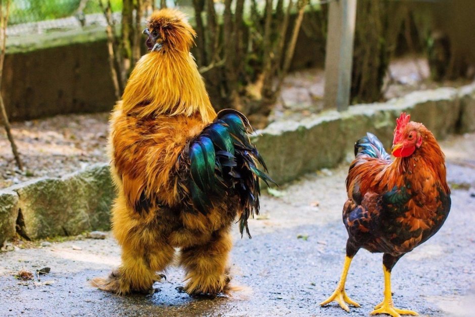 Смешная курица