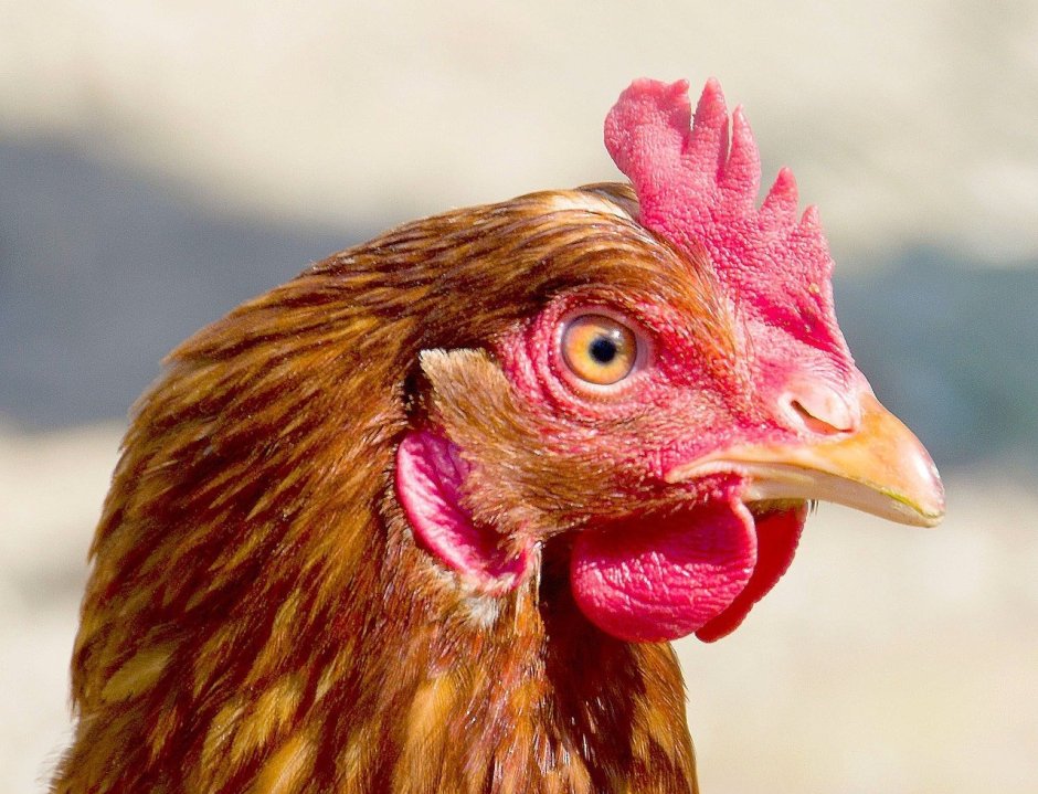 Голова курицы