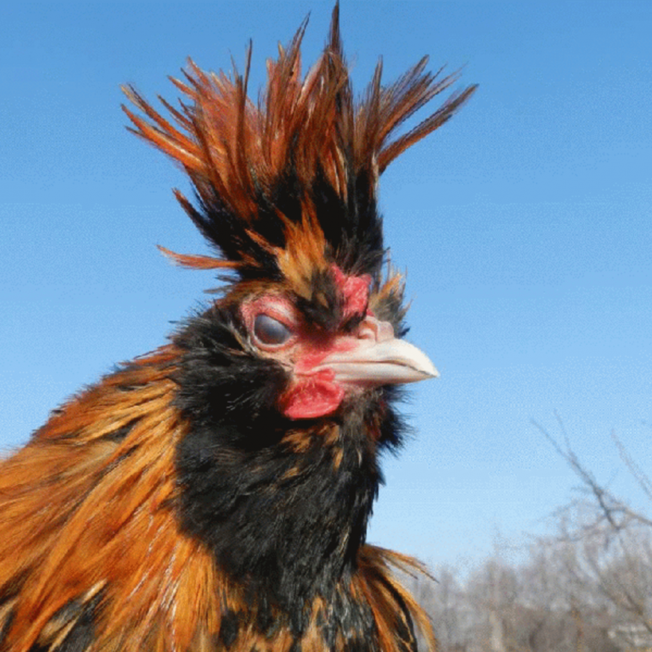 Александр петушара