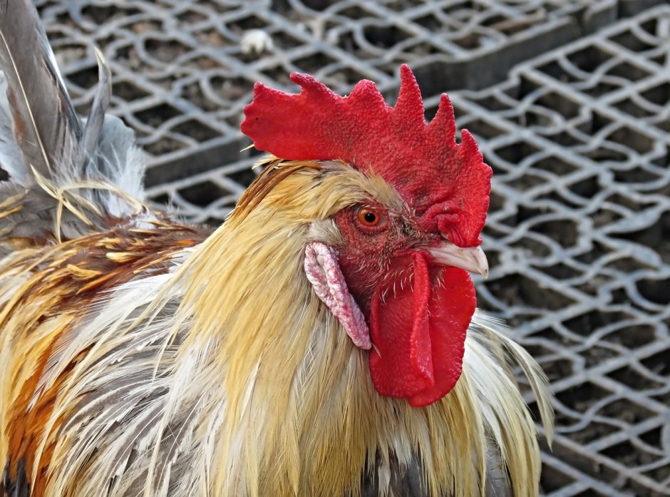 Петух с Гибралтара