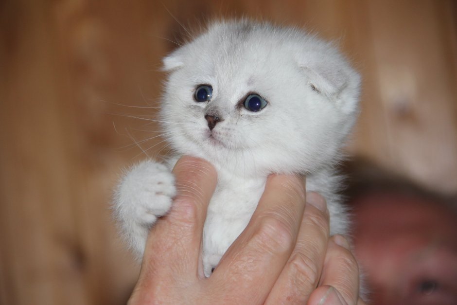 Шотландские шиншиллы котята