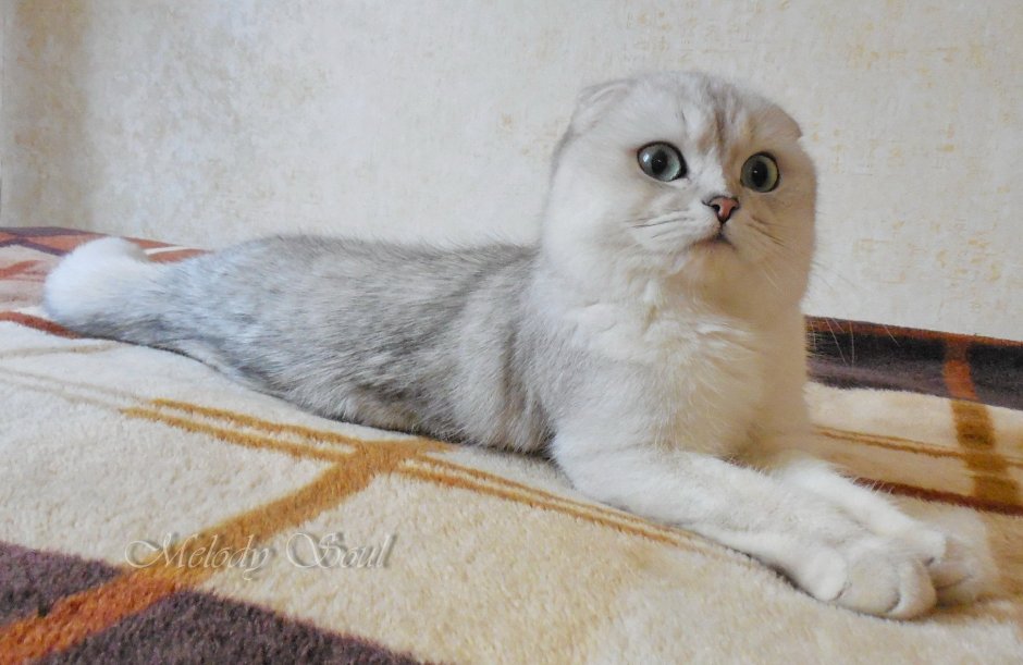 Скоттиш фолд серебристая шиншилла