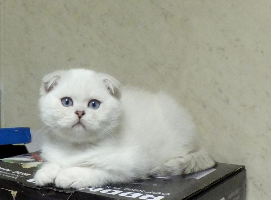 Шотландская вислоухая кошка шиншилла белая
