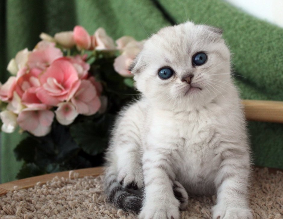 Шотландская вислоухая кошка шиншилла