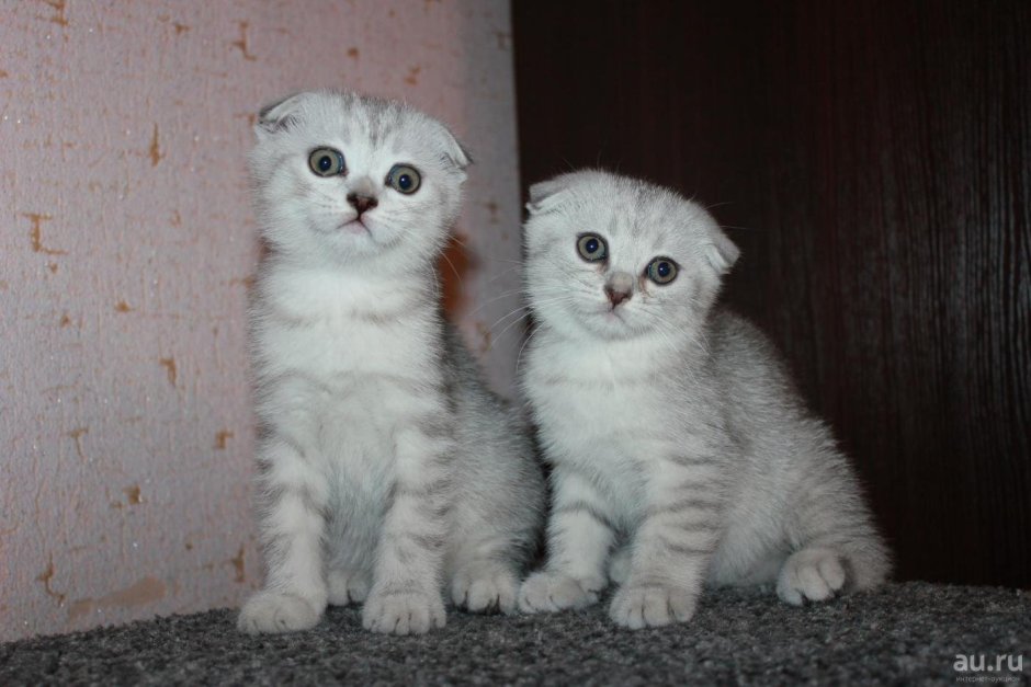 Шотландская вислоухая кошка голубая Тедди