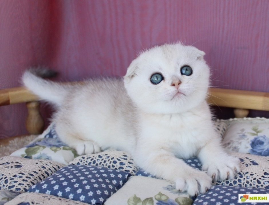 Шотландская вислоухая кошка шиншилла серебристая