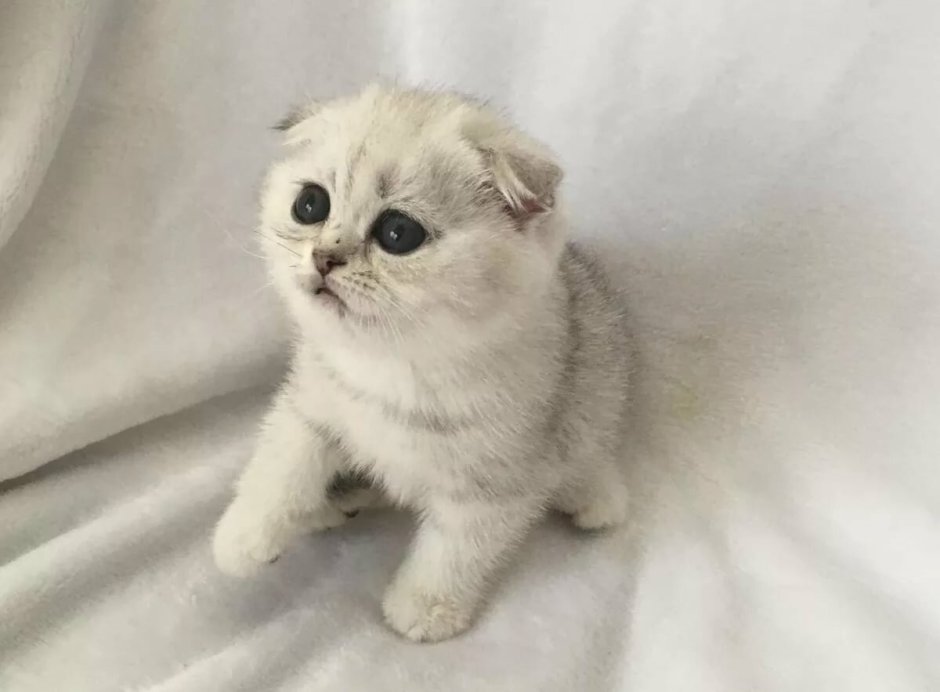 Шотландские котята вислоухие гладкошерстные