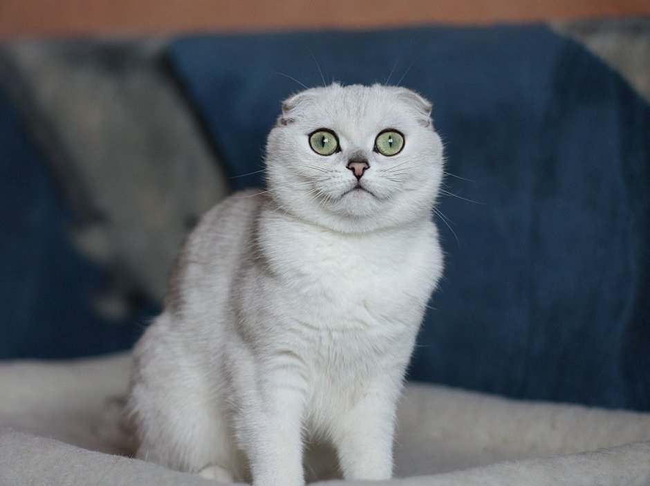 Шотландская вислоухая шиншилла
