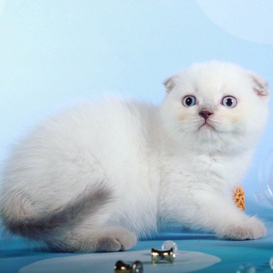 Скоттиш фолд Шотландская шиншилла