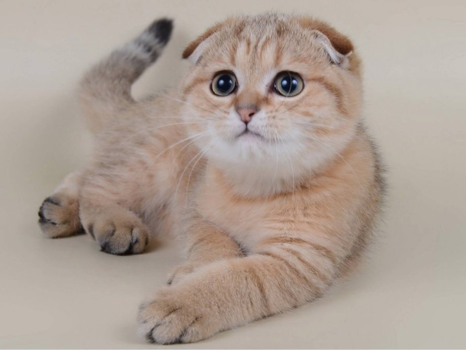 Скоттиш фолд шиншилла