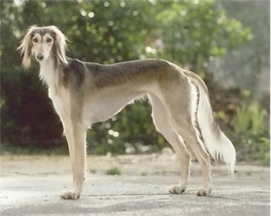 Elke Vogelsang собаки