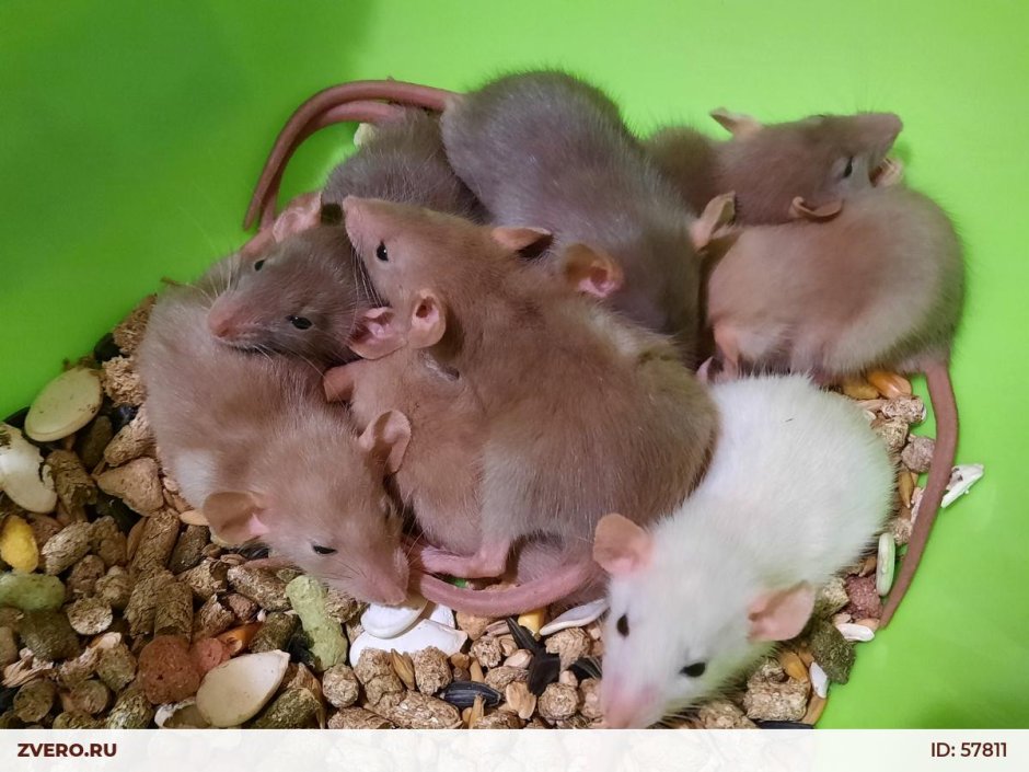 Rattus Rattus чёрная крыса