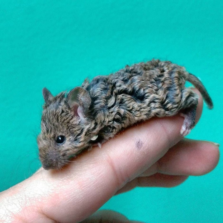Шесть крыс