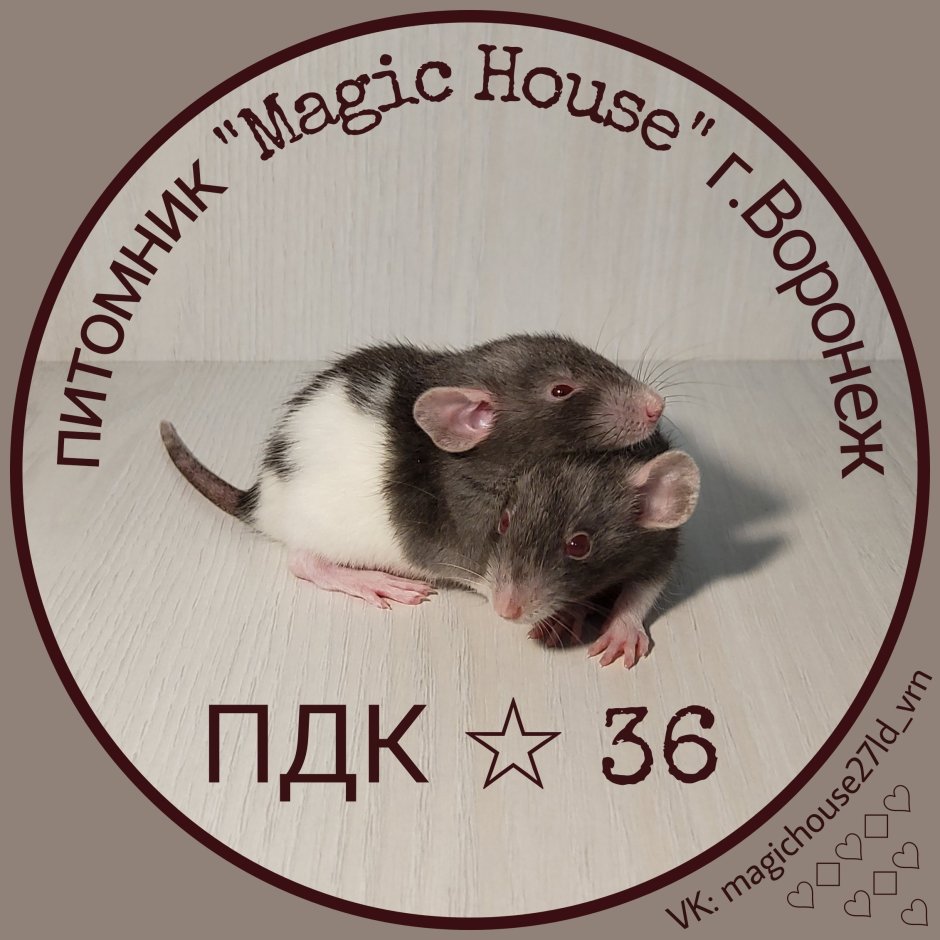 Добрая крыса