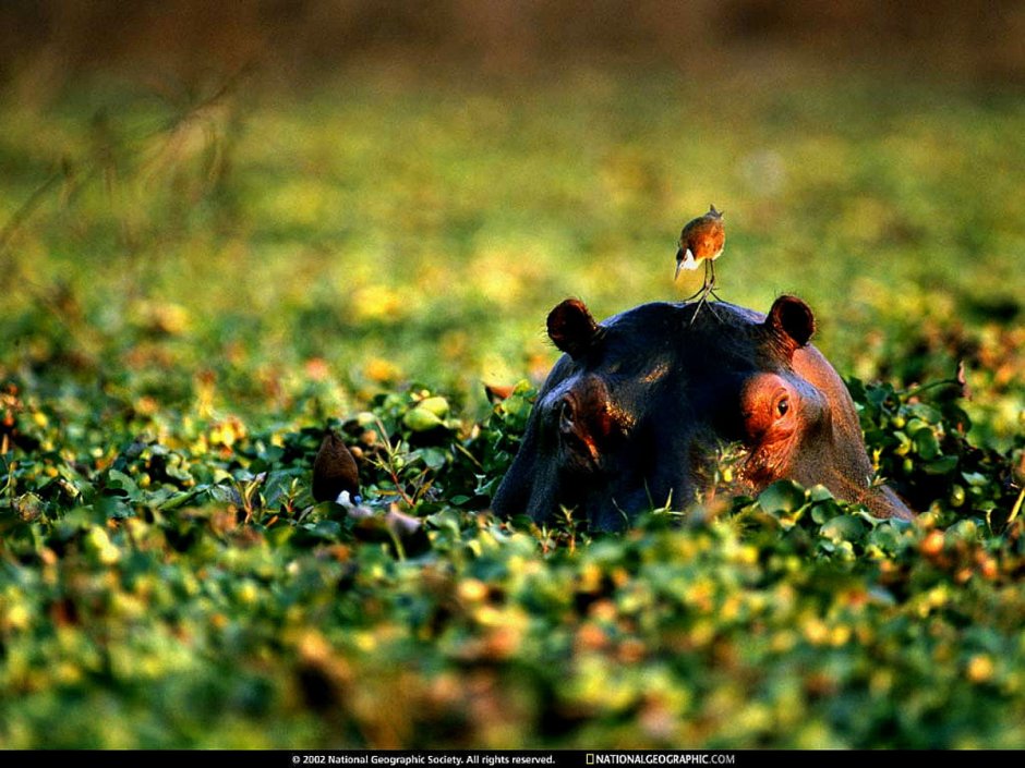 Птицы на бегемоте