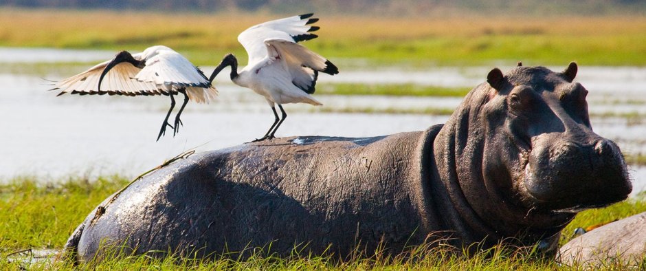 Птица которая сидит на бегемоте